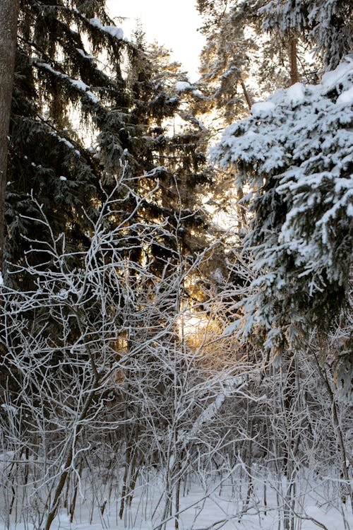 Immagine gratuita di albero, bianco come la neve, congelato