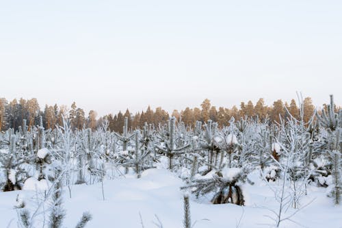 Immagine gratuita di alba, albero, bianco come la neve