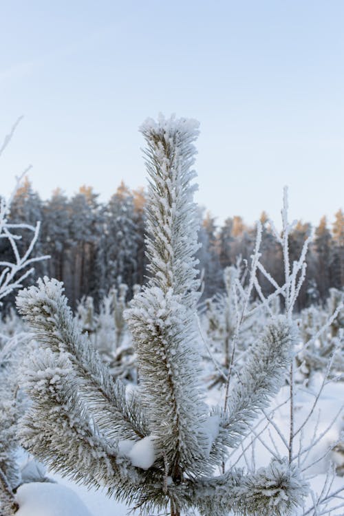 Immagine gratuita di albero, bianco come la neve, congelato