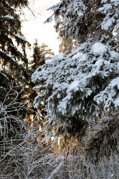 Foto d'estoc gratuïta de arbre, cobert de neu, hivern