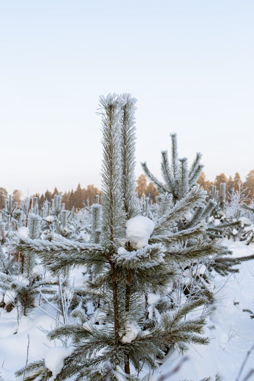 Snow Covered Pine Trees