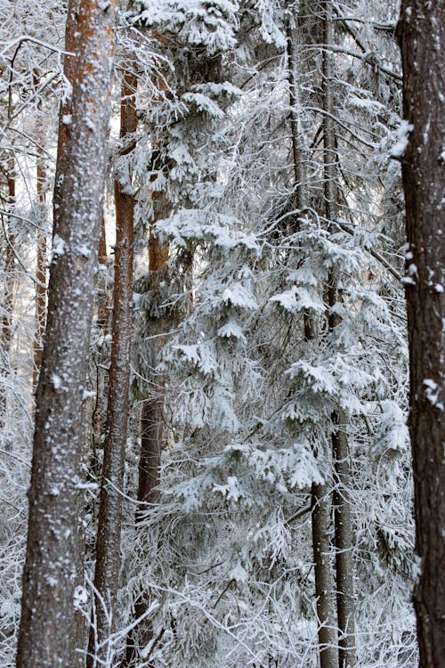 Darmowe zdjęcie z galerii z drzewa, las, natura