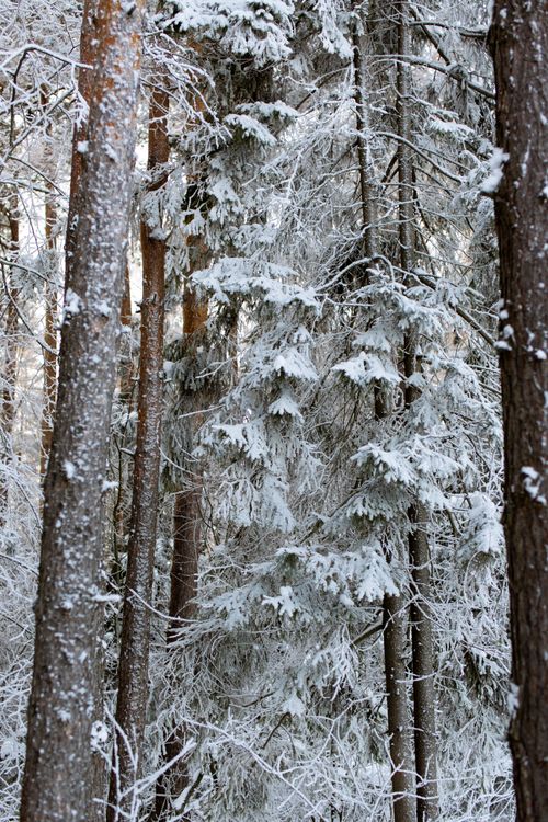 Free A tranquil winter forest with snow-laden trees captures the serene beauty of nature. Stock Photo