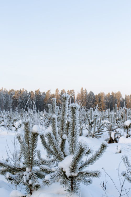 Immagine gratuita di abete, albero, bianco come la neve