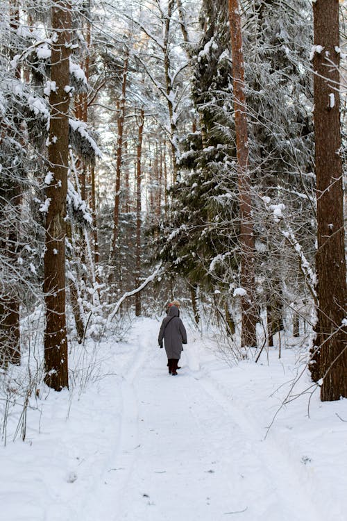 Foto d'estoc gratuïta de arbres, caminant, cobert de neu
