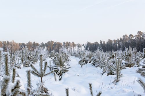 Free A serene winter landscape featuring snow-covered spruce trees under a clear sky. Stock Photo