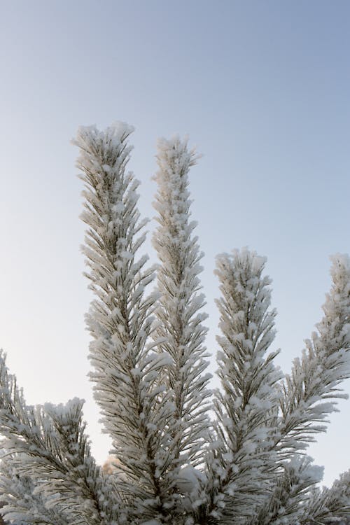 Immagine gratuita di albero, congelato, esterno