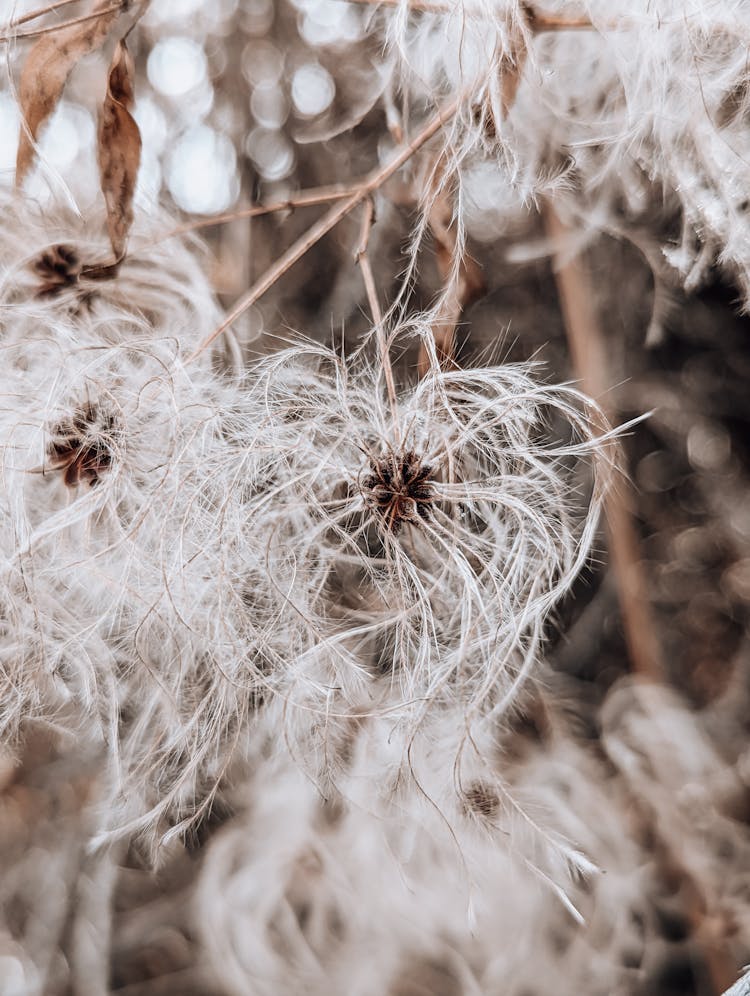 Fluffy Plant Growing On Tree Branch