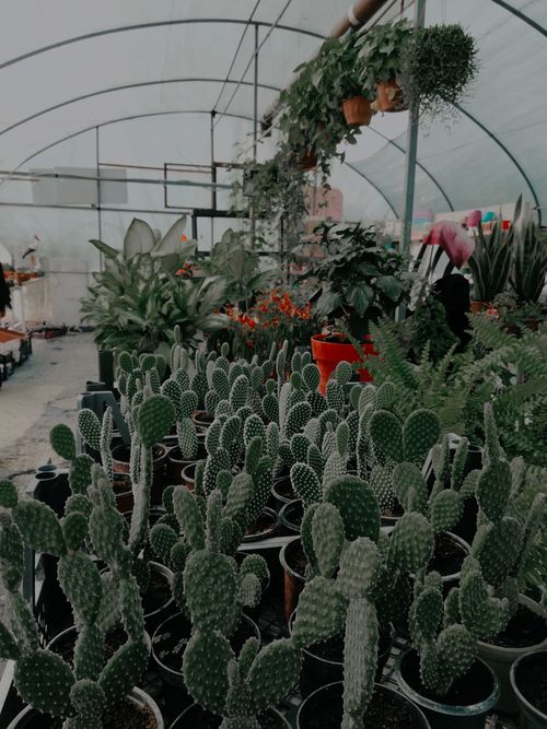 Free A diverse collection of cacti and plants inside a greenhouse, showcasing rich greenery. Stock Photo