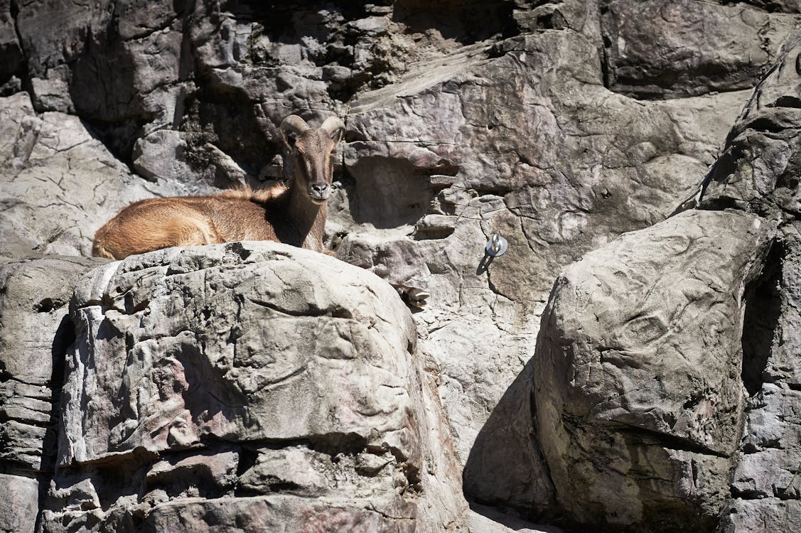 Free stock photo of goat, mountain goat, taronga zoo