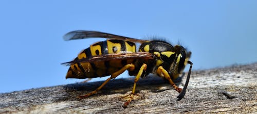 Free stock photo of hornet, insect, wasp