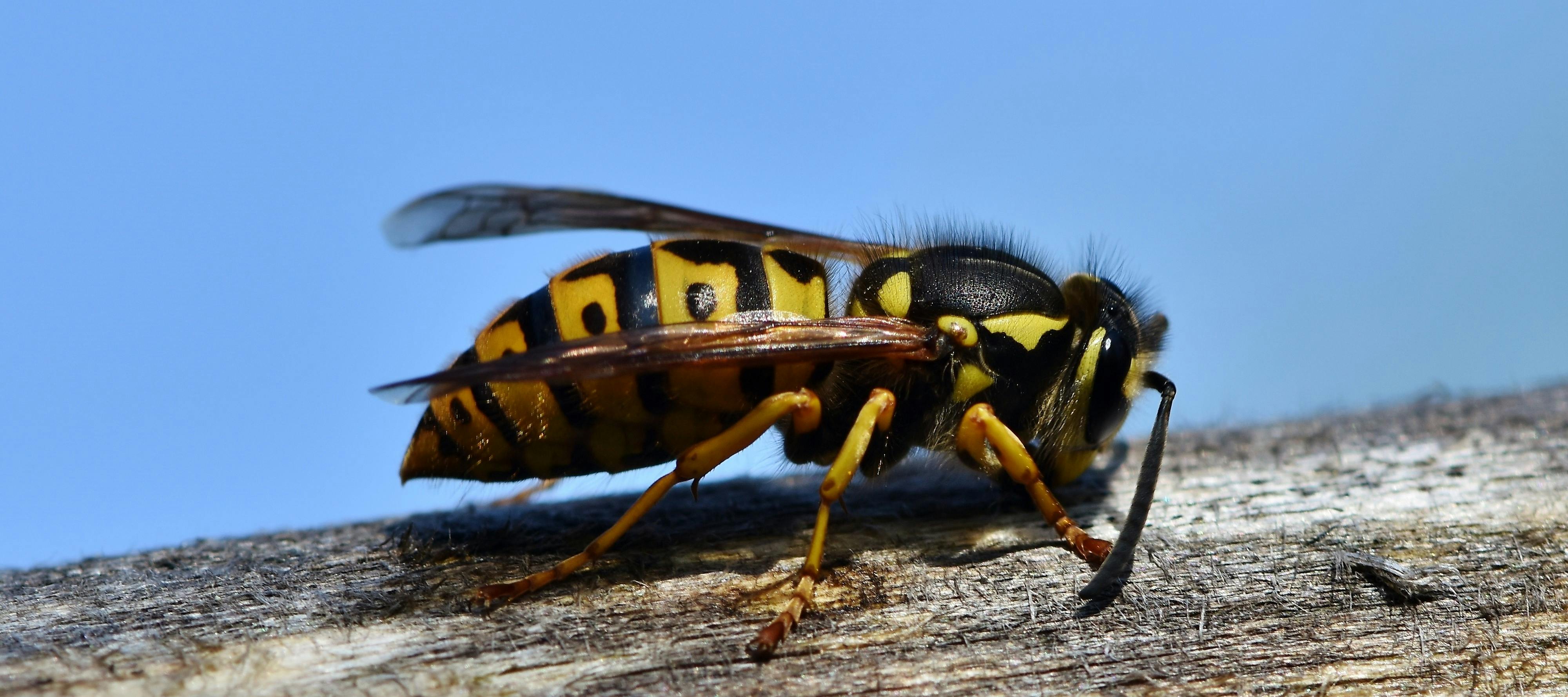 Free stock photo of hornet, insect, sting