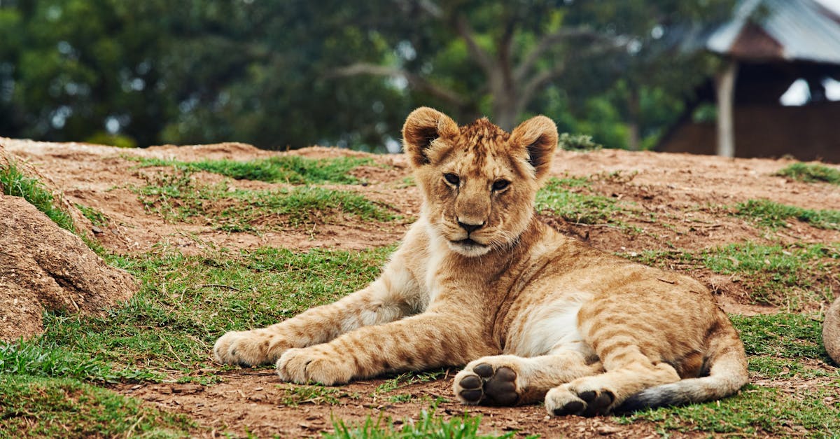 Lion Cub Lying on Ground