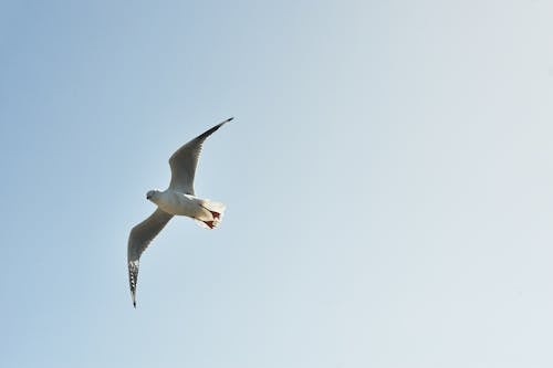 昼間に空を飛んでいる白と灰色の鳥