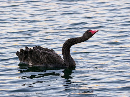 Black Swan on Body of Water