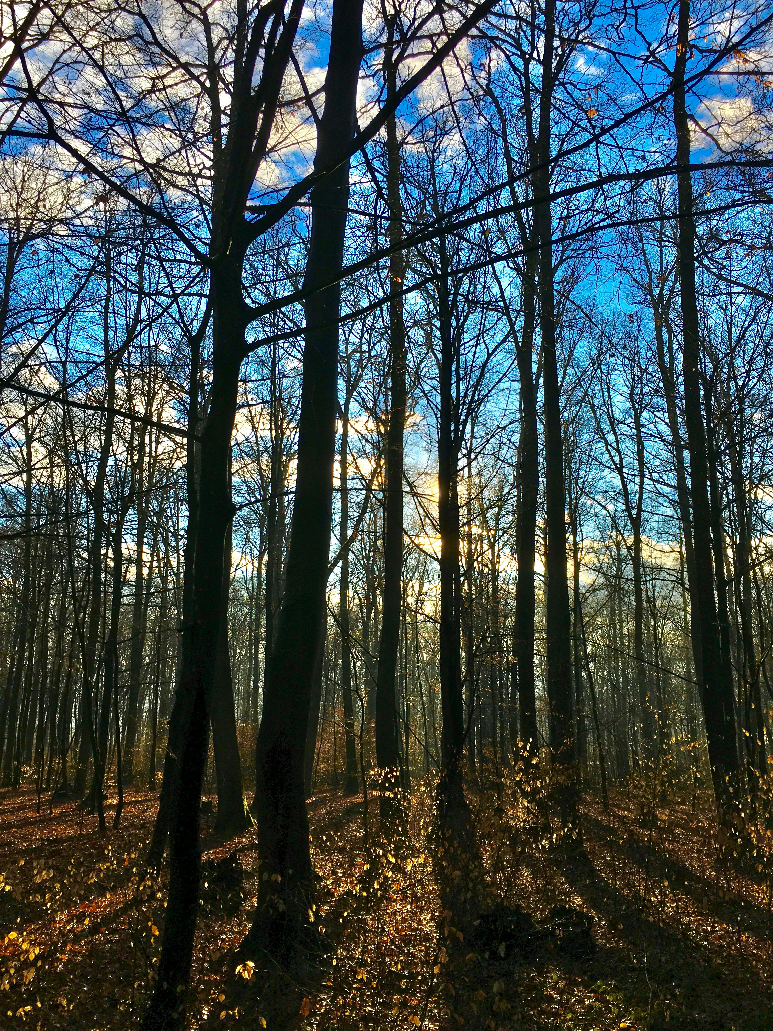 Free stock photo of aesthetic wallpaper, autumn forest, autumn mood forest by Sun Pixel Photography