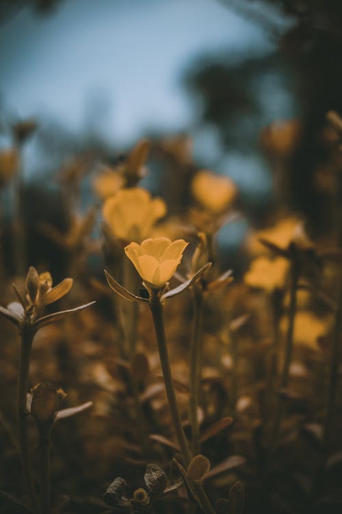 żółty Kwiat Fotografia Selektywna Ostrości