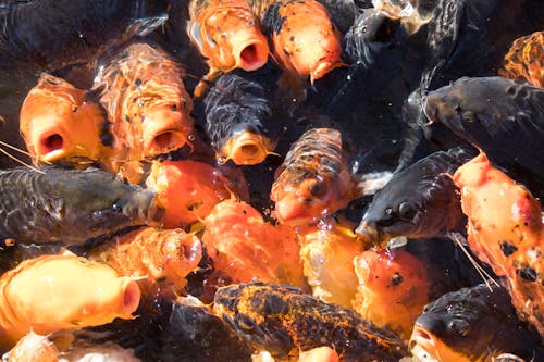Close-Up Shot of Koi Fishes