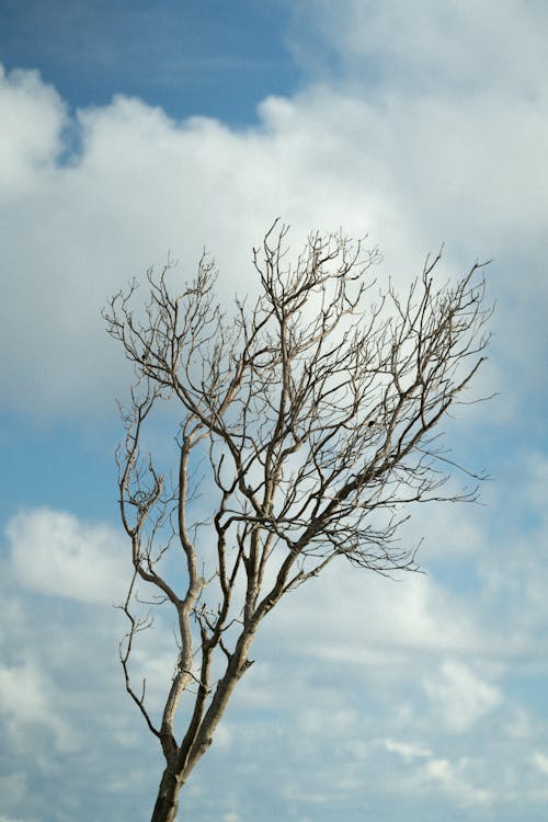 Gratis Fotos de stock gratuitas de @al aire libre, al aire libre, árbol Foto de stock