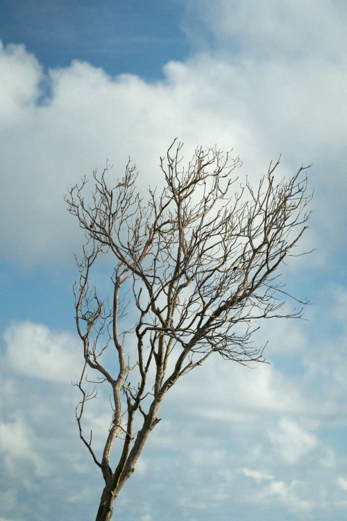Trees Leaf Less A Leafless Tree · Free Stock Photo