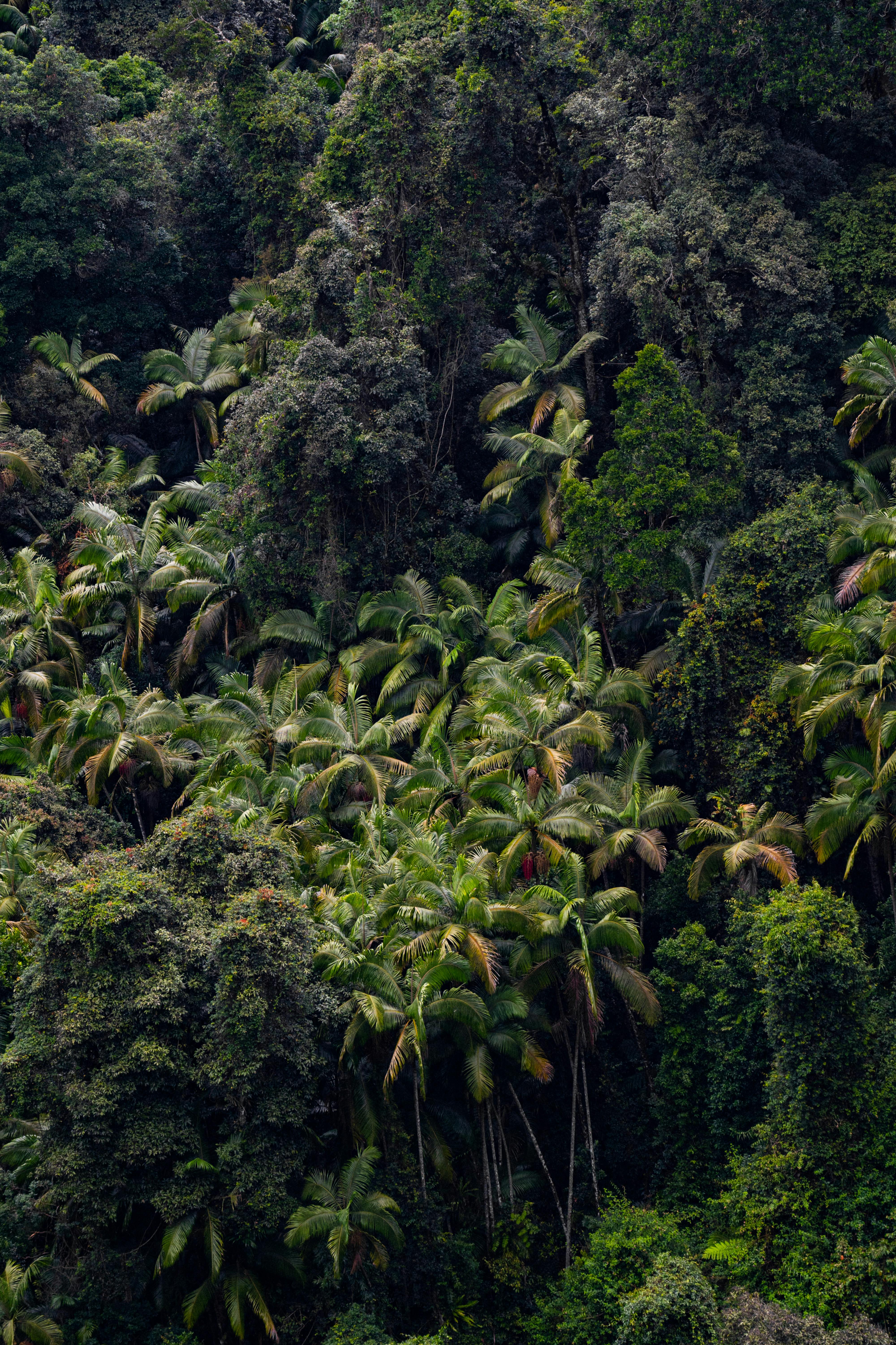 Explore the vibrant textures of a dense tropical jungle featuring lush palm trees and verdant foliage.