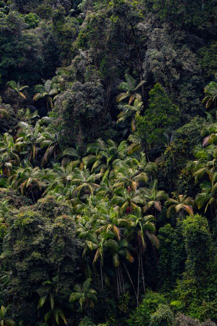Explore the vibrant textures of a dense tropical jungle featuring lush palm trees and verdant foliage.