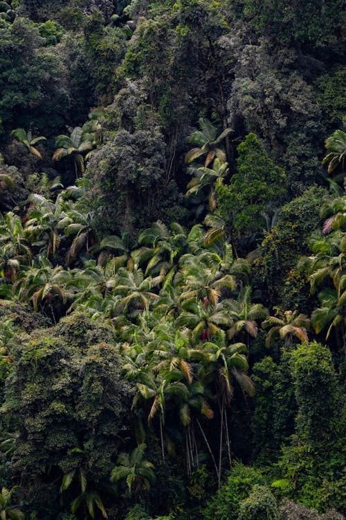 ジャングル, ジャングルの背景, ドローン撮影の無料の写真素材
