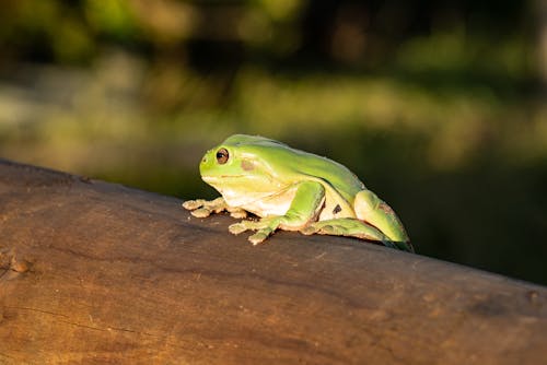 Free Green Frog on Brown Wood Log Stock Photo