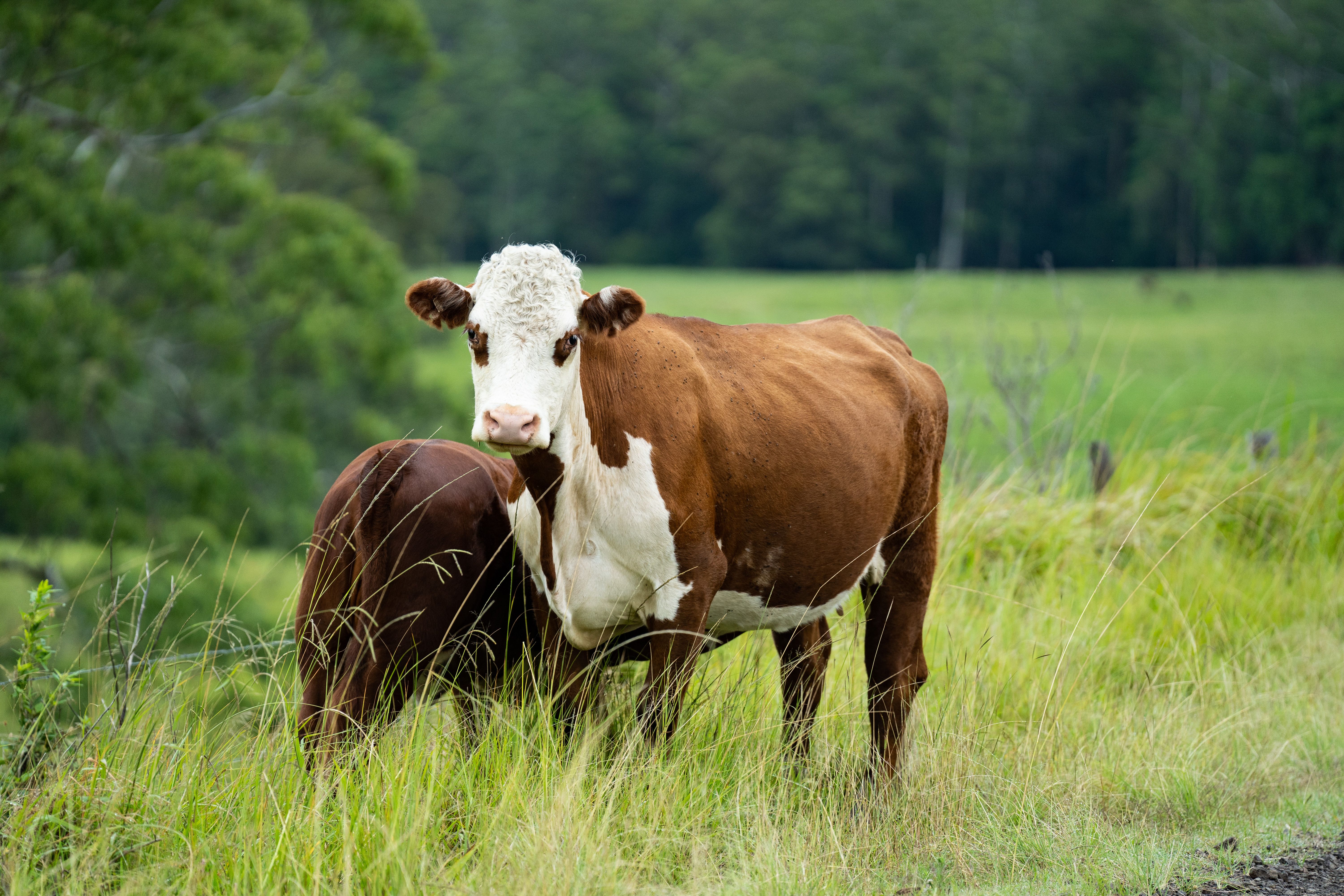 beef climate change