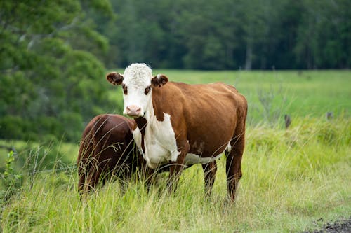Brown and White Cows on Green Grass Field