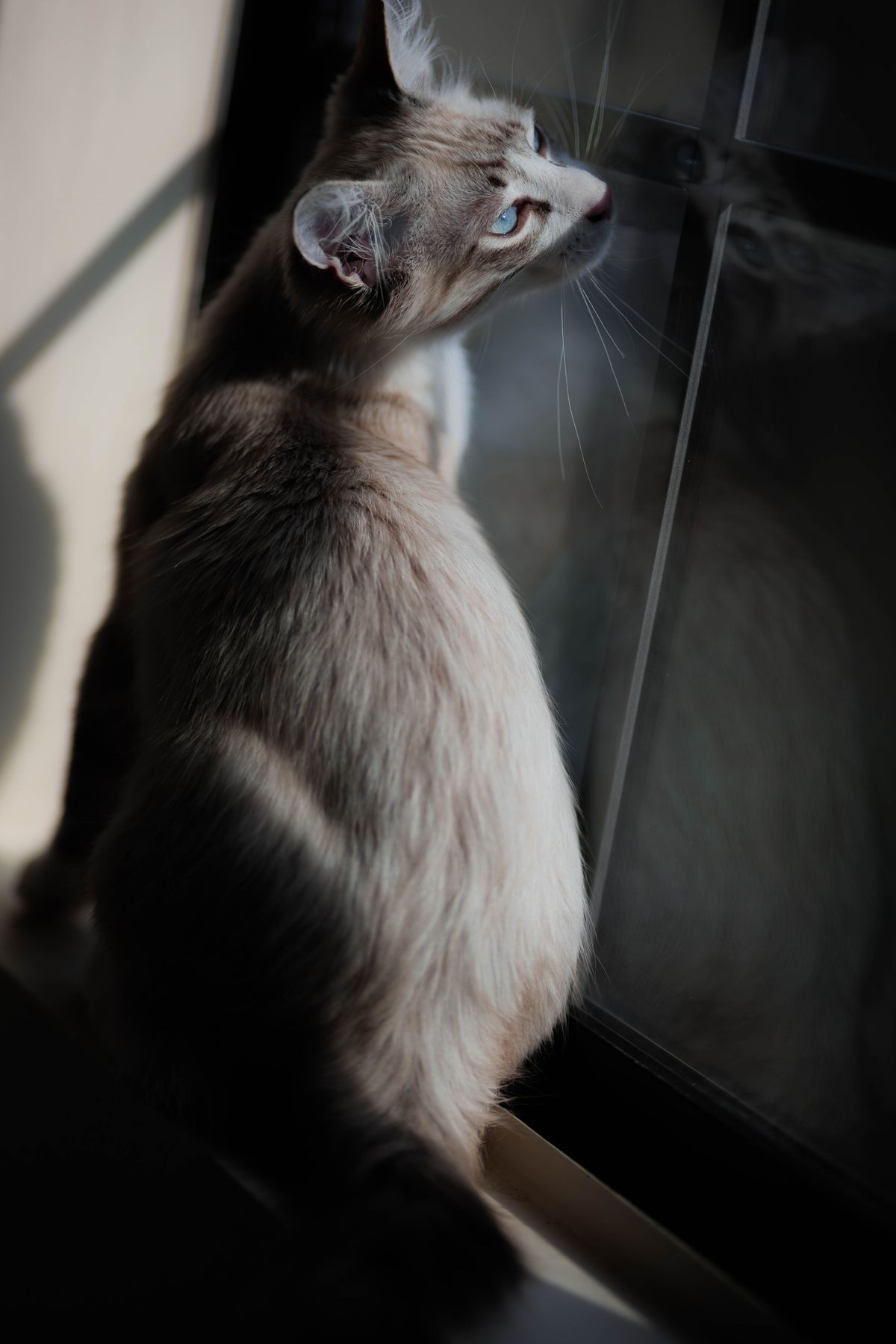 Siamese cat looking toward a window with blue eyes visible