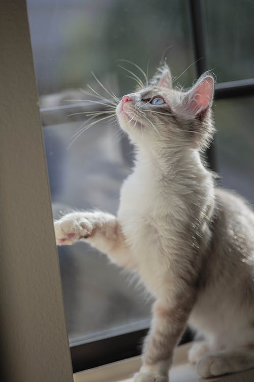 Fotobanka s bezplatnými fotkami na tému mačací, siamské mačka, sklenené okno