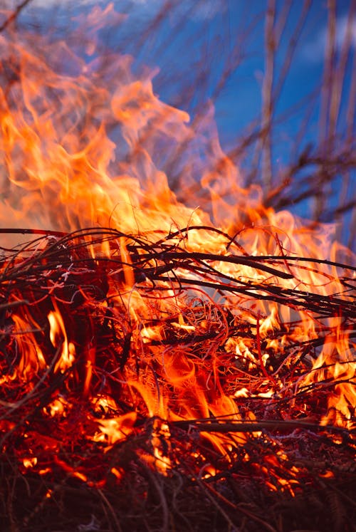 Close up of Burning Branches