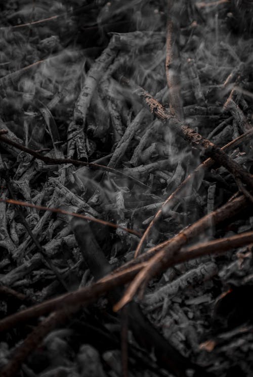 Close up of Burnt Branches