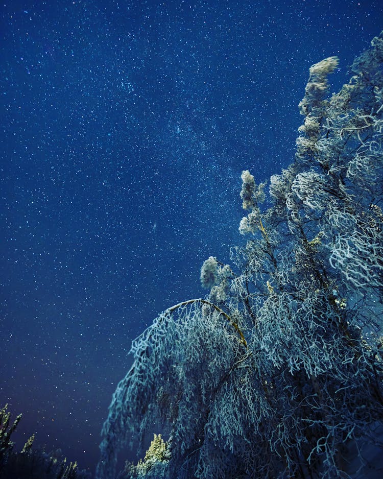 Tree In Snow Against Night Starry Sky