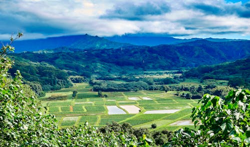 Foto d'estoc gratuïta de agricultura, camp, camps de cultiu