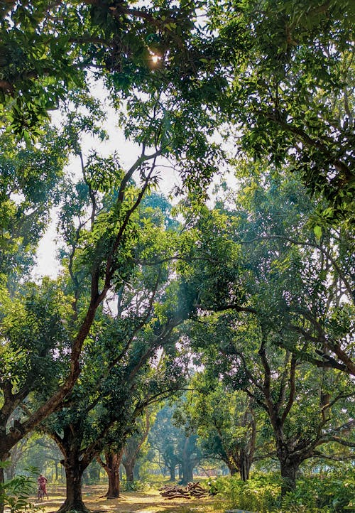 Darmowe zdjęcie z galerii z bujny, krajobraz, las