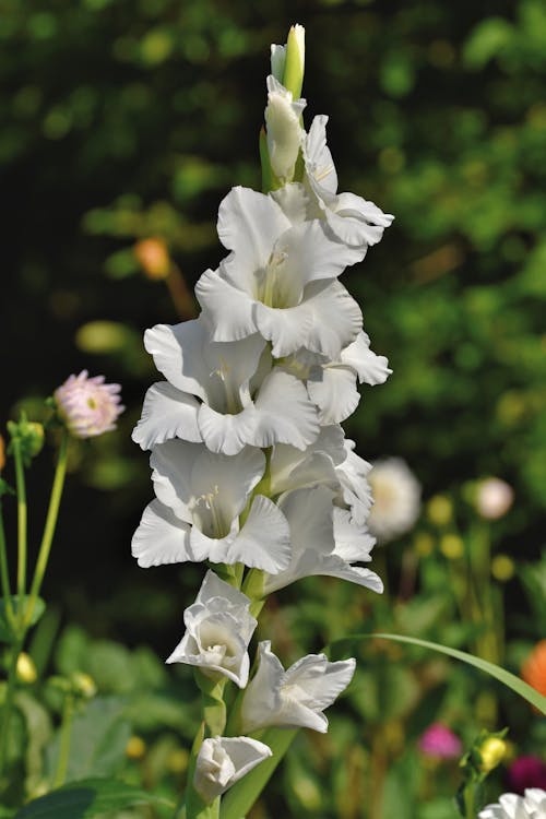 Close-Up Shot of White Flowers