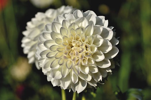 Beautiful close-up of a white dahlia flower with lush petals in a natural setting, showcasing botanical elegance.