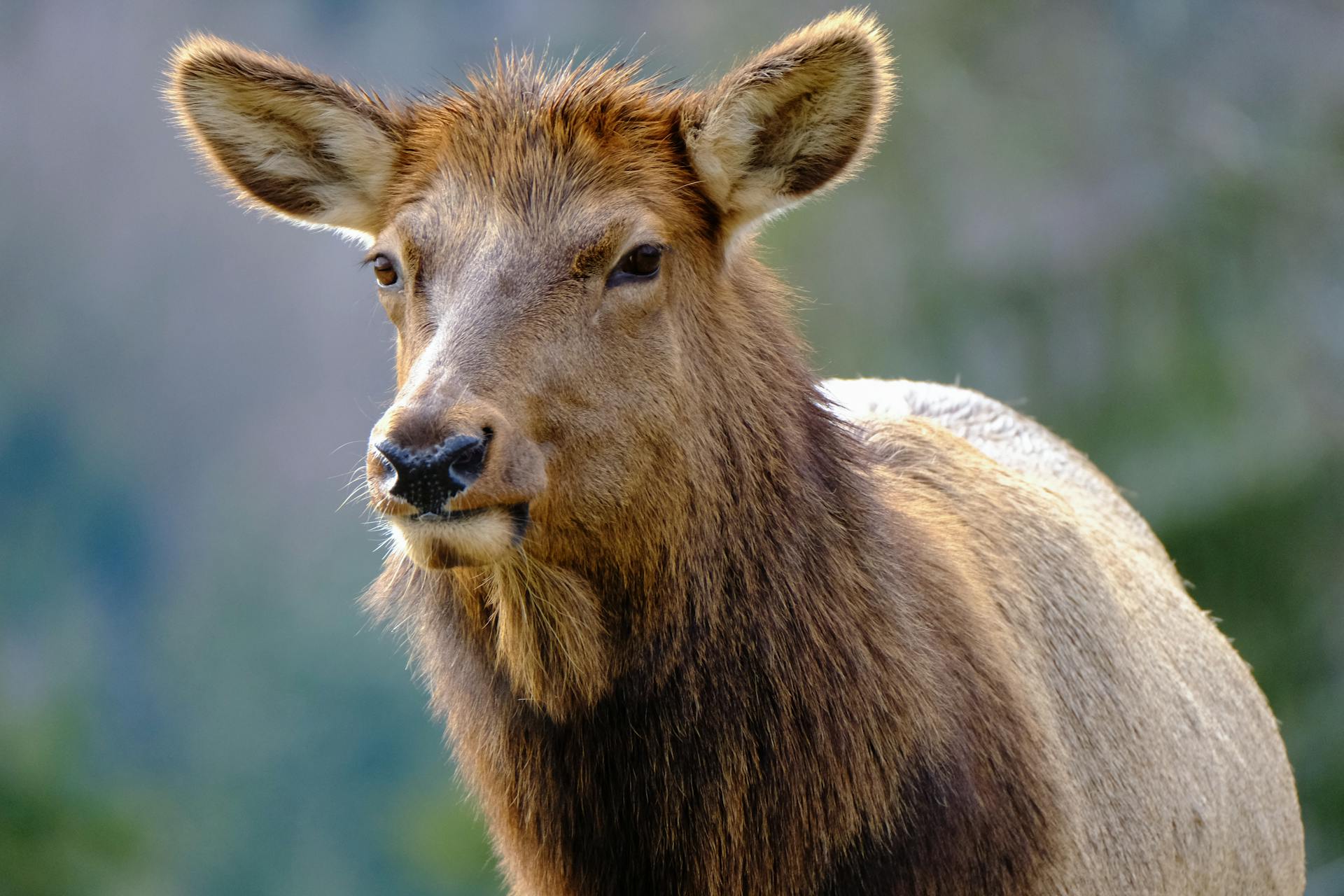 Une image détaillée d'un élan sauvage sur fond naturel, parfaite pour les amateurs de la faune.