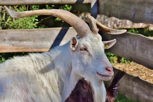 Free A serene white goat in Iffeldorf with curved horns and a rustic wooden fence backdrop. Stock Photo