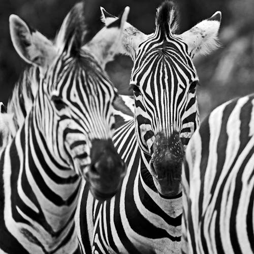 Free Zebras in Grayscale Photography  Stock Photo