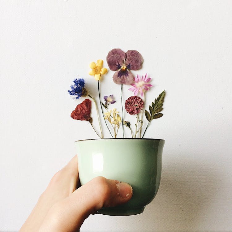 Person Hand Holding Pot With Dry Plants