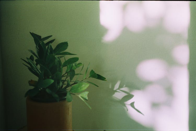 Plant In Pot On Wall Background