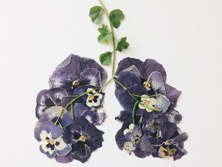 A Cluster Of Pressed White And Purple Flowers With Green Leaves