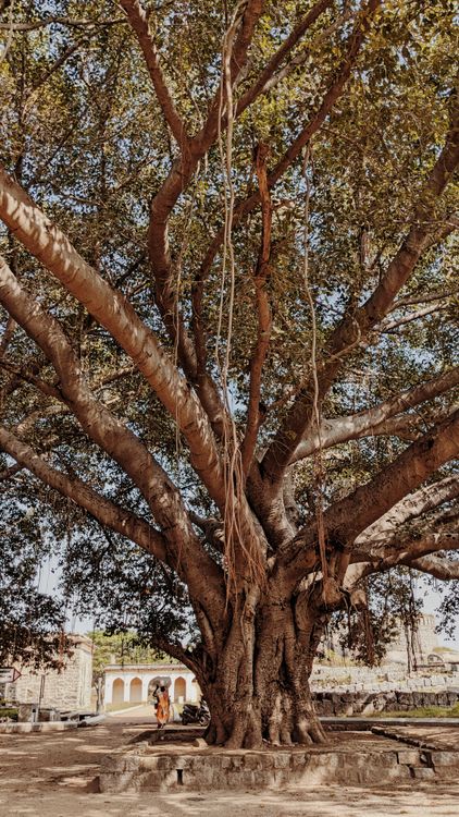 Photo of a Tree · Free Stock Photo