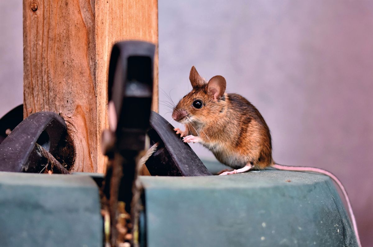 Mouse in a property environment - rodent control