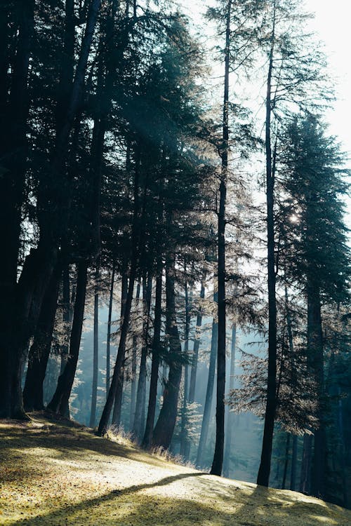 Scenic View of Tall Trees in the Forest