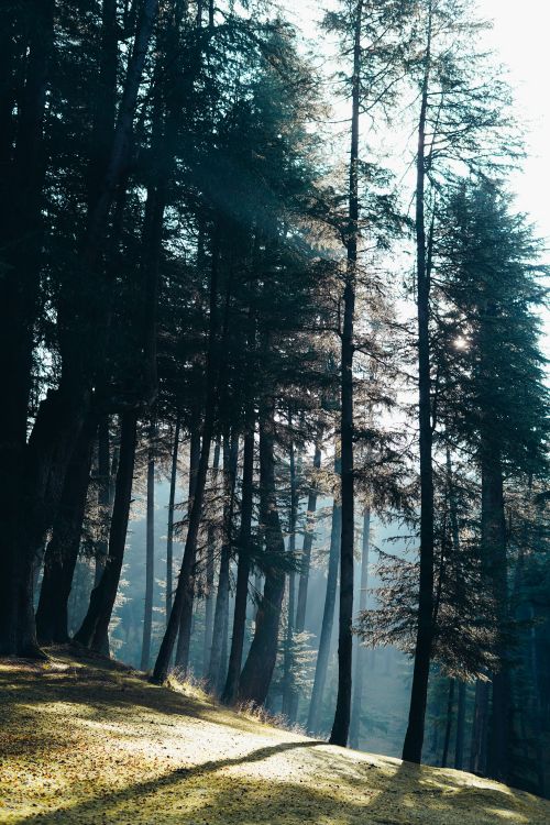 Serene Forest Pathway Surrounded by Tall Trees · Free Stock Photo