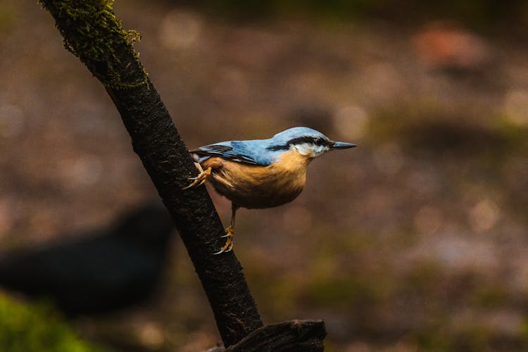 Close-Up Shot Of A Eurasian Nuthatch